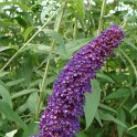 Buddleja davidii 'Black Knight' fleur P13